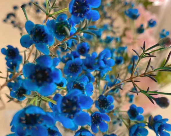 孔雀蓝花怎么养长的好