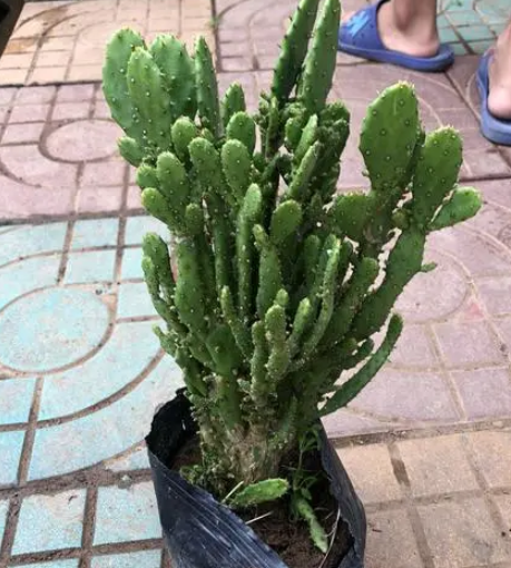 千手观音仙人掌怎么养长的好
