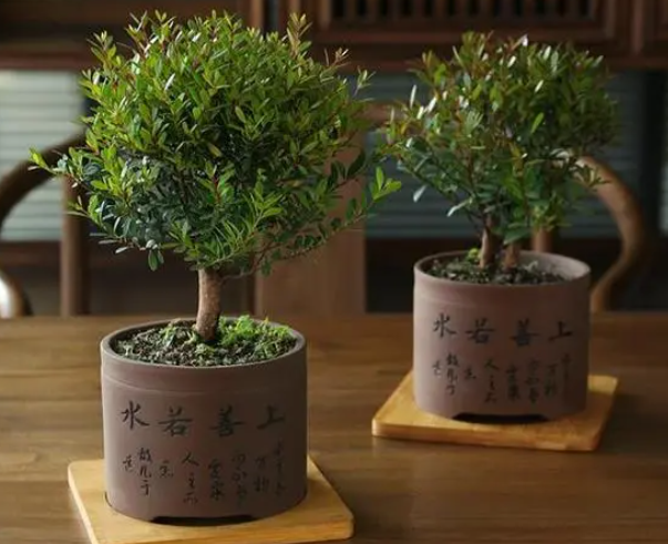 赤楠木怎么养长的好