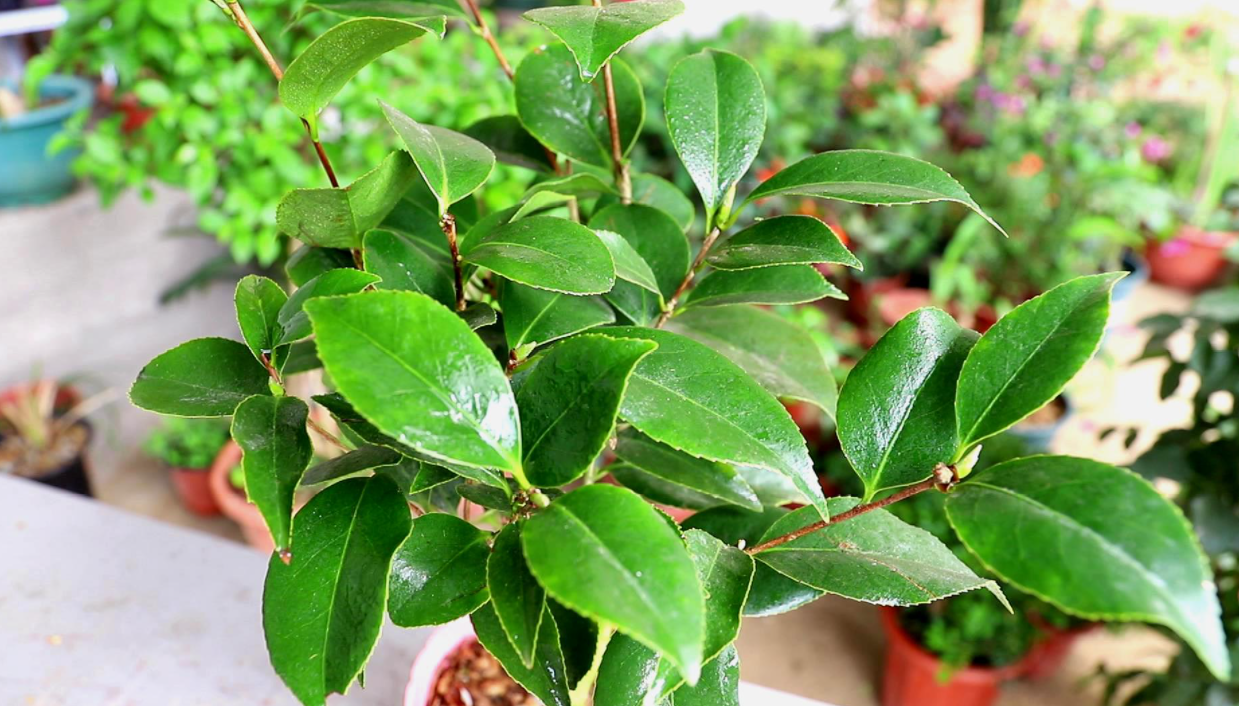 小叶茶花盆景怎么养护方法