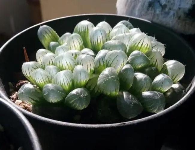 苏州玉露锦怎么养长的好