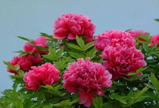 四季牡丹花怎么养长的好