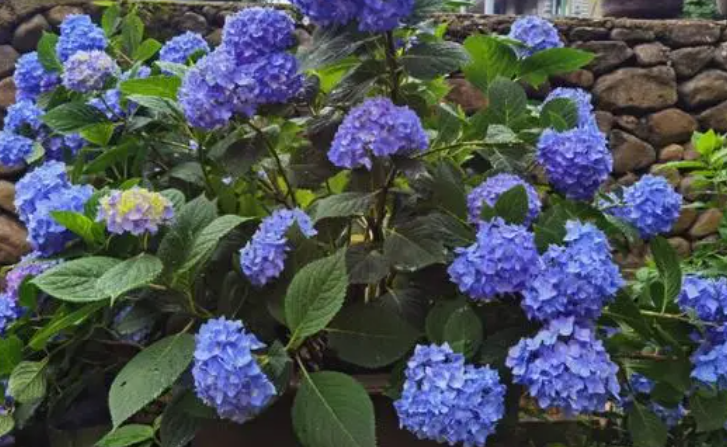 绣球花喜阳光吗