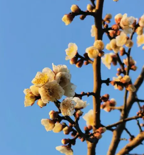 梅花喜阳光吗