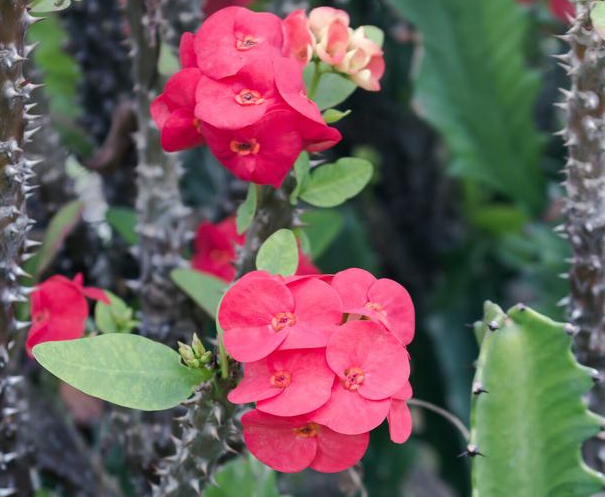 铁掌花怎么养殖