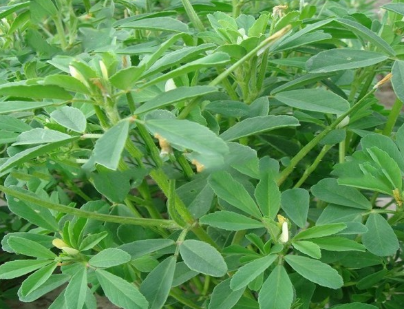 芸香怎么养殖