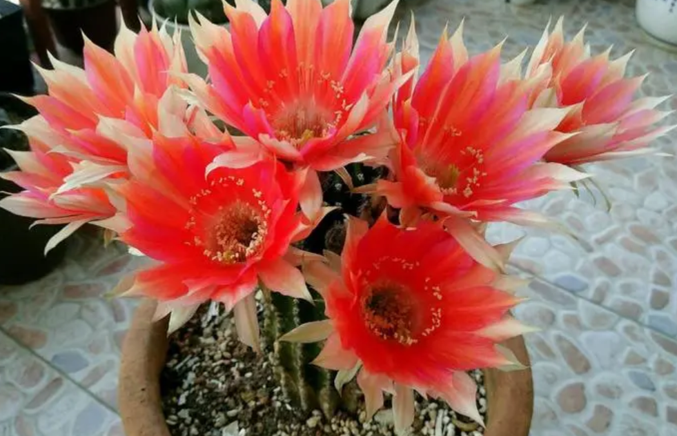 仙人球花怎么养能开花