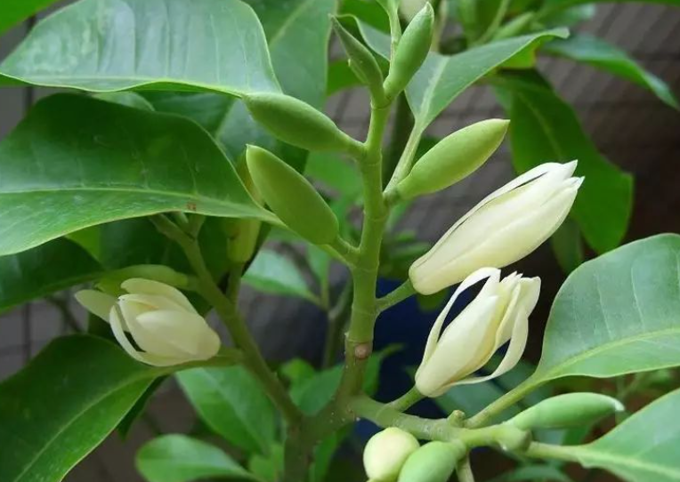 百兰花怎么养殖方法