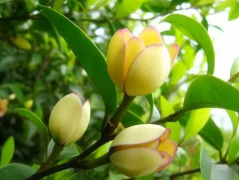 含笑花怎么养才长得好