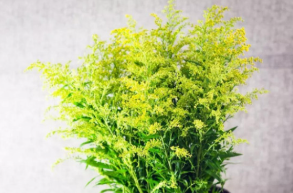 黄莺草怎么养长的好