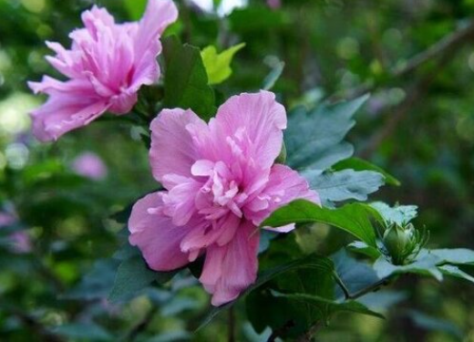 木菊怎么养才能开花