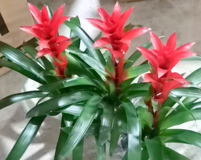 红星怎么养长的好