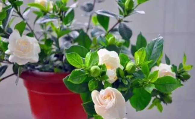 达摩栀子花怎么养及养殖方法