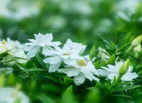 刚买的栀子花怎么养护