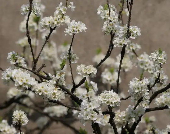 龙泉花怎么养殖