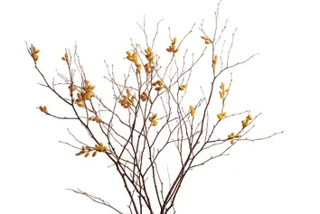 干枝花怎么养