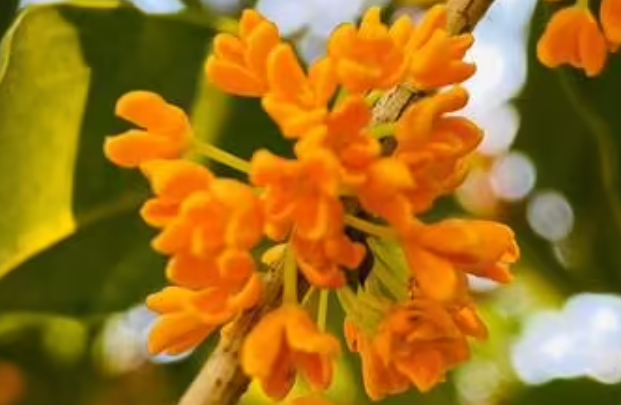 刚买的桂花树怎么养护