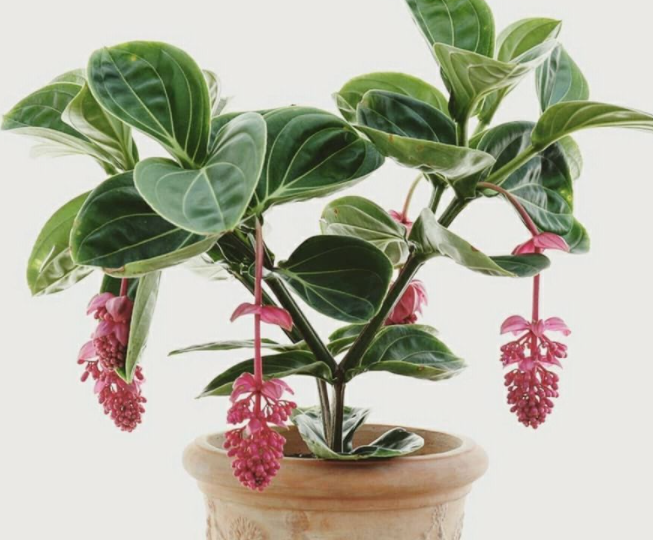 宝莲灯植物怎么养殖