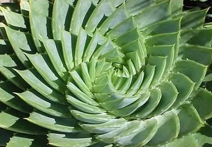 中华芦荟怎么养才能更旺盛