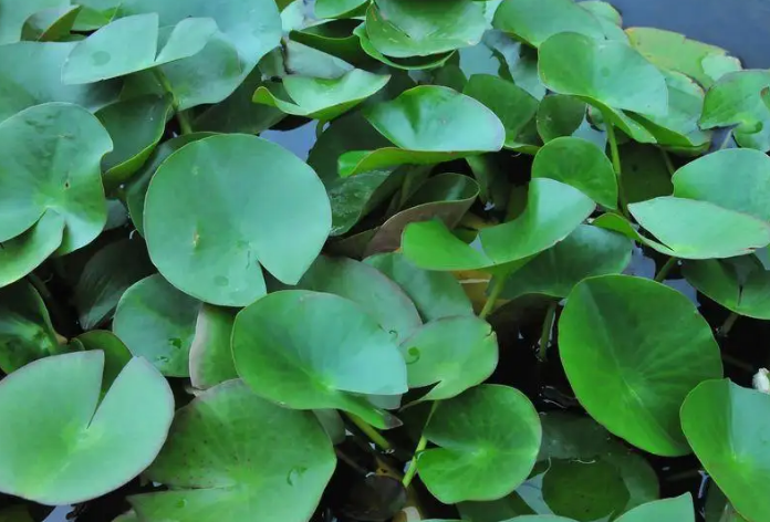 菜莲怎么养才能开花