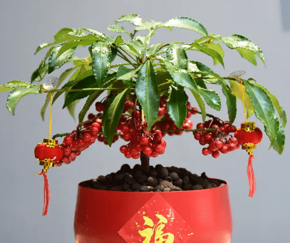 金玉满堂怎么养才能更旺盛