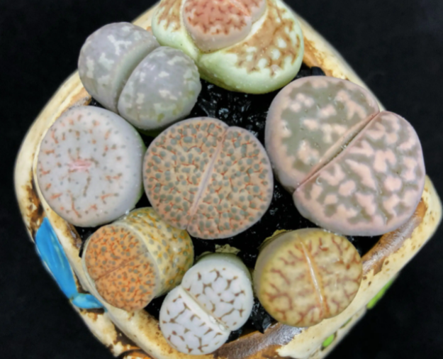 生石花多肉怎么养出状态