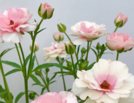 花毛茛怎么养长的好