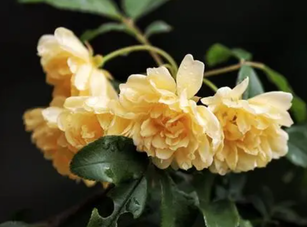 木香怎么养才能开花