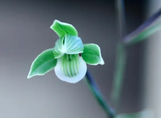 寒兰怎么养才开花