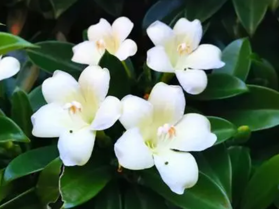非洲茉莉怎么养才长得好