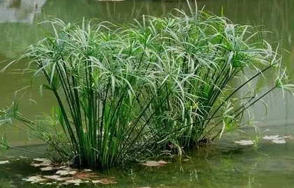 水竹怎么养才长得好