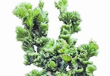 金麒麟花怎么养长得快又旺盛
