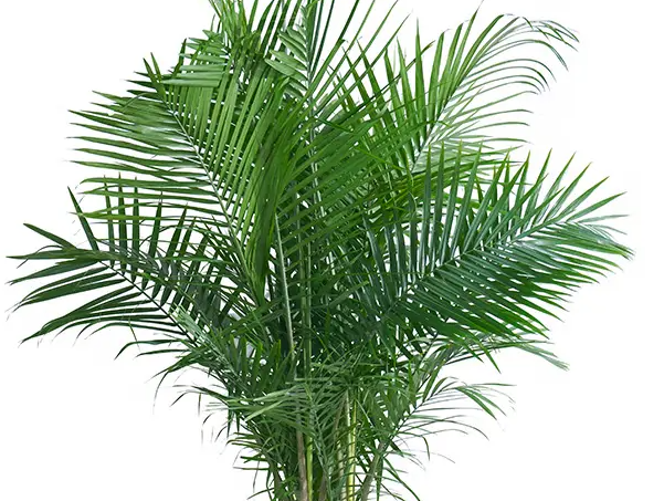 夏威夷椰子怎么养才茂盛