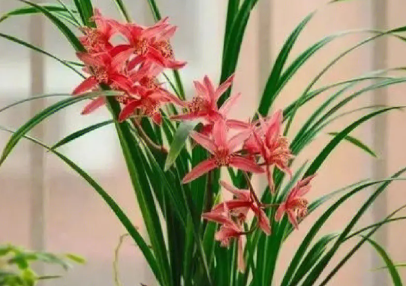 兰花喜阳光吗
