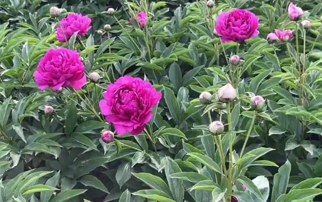 芍药花喜阳光吗