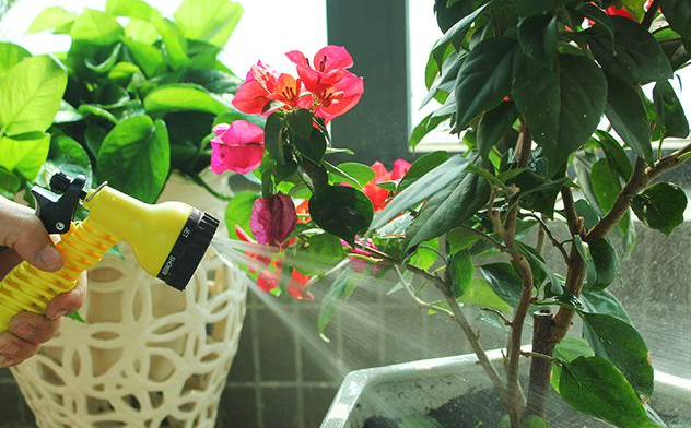 苹果皮水适合浇什么花