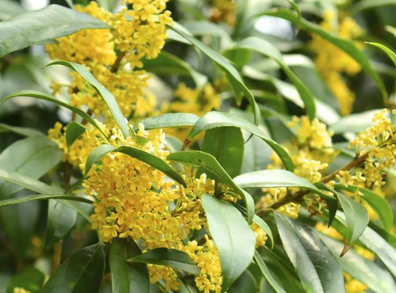 桂花喜阳光吗