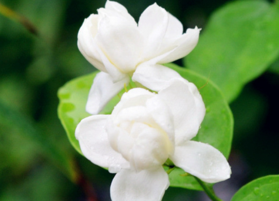 茉莉喜阳光吗