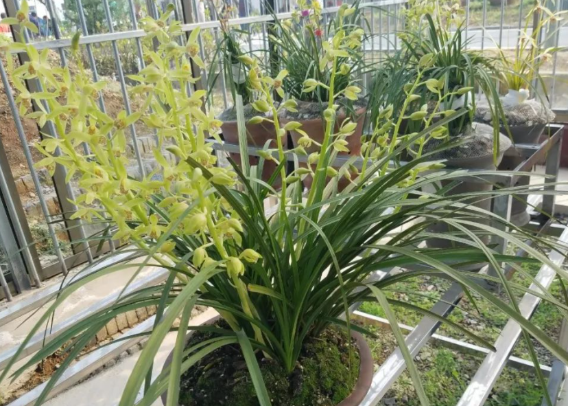 蕙兰喜阳光吗