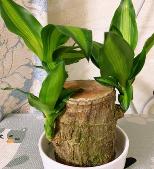 巴西木喜阳光吗