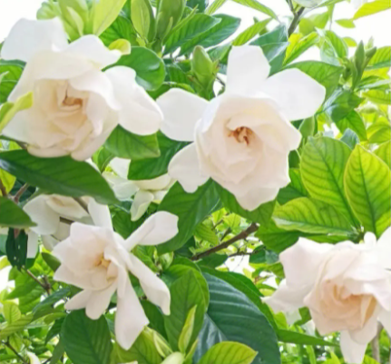 栀子花喜阳光吗