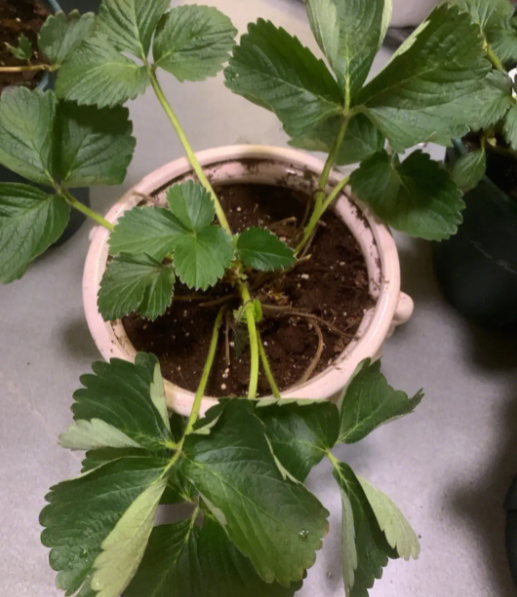 草莓苗用多大的盆合适