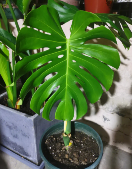 龟背竹喜阳光吗