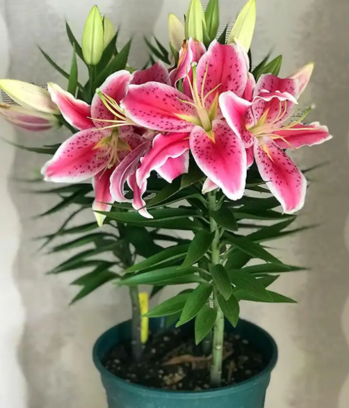 百合花用多大的盆合适