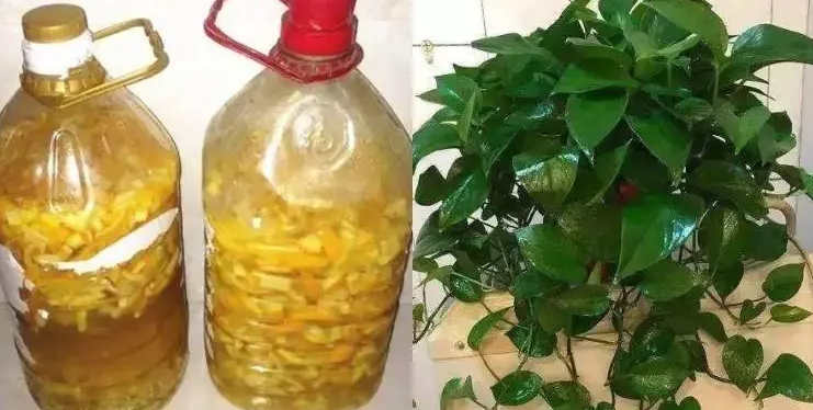 橘子水适合浇什么花