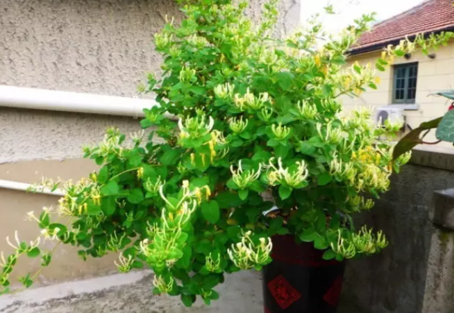 金银花用多大的盆合适