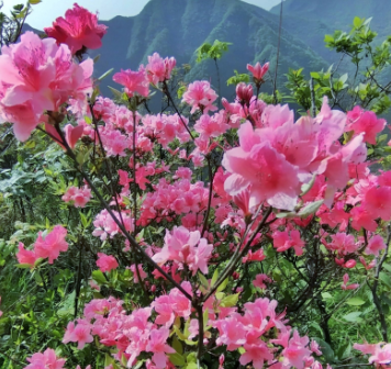 白醋适合浇什么花