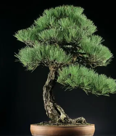 黑松喜阳光吗