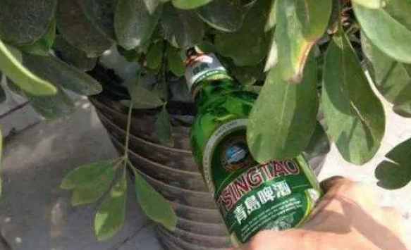 过期的啤酒适合浇什么花