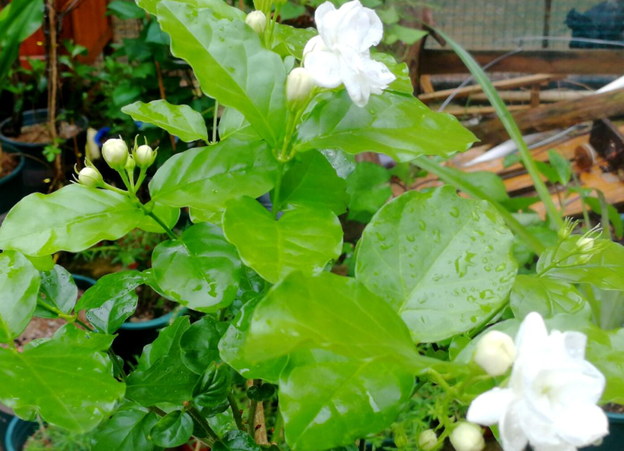茉莉花喜阳光吗